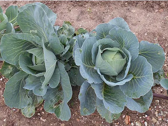 White cabbages ready now