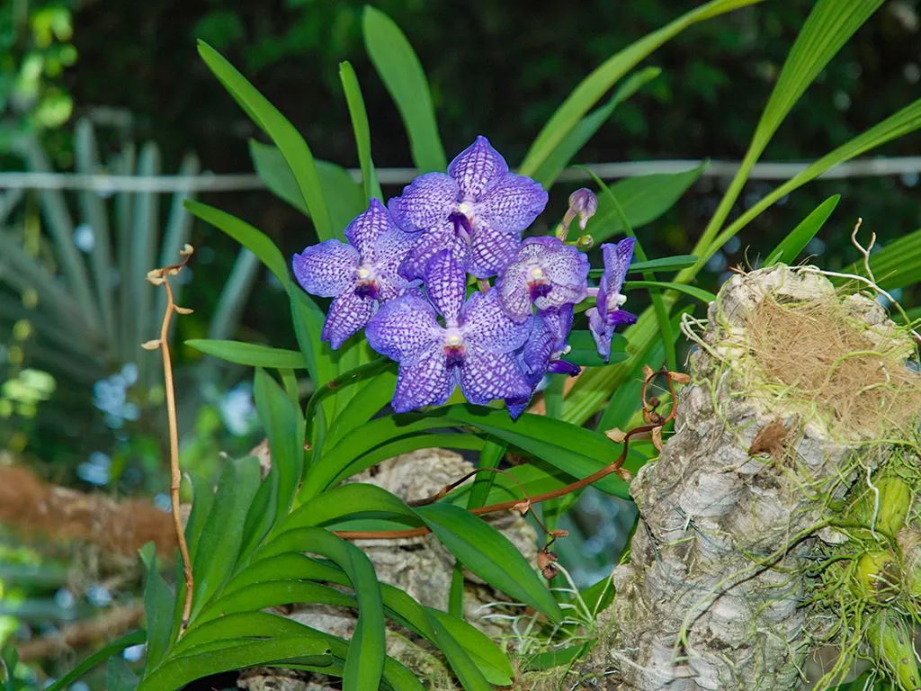 Orchid House, Estepona