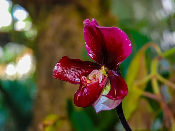 Orchid House, Estepona