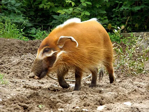 Red river hog Granada province in Andalucia