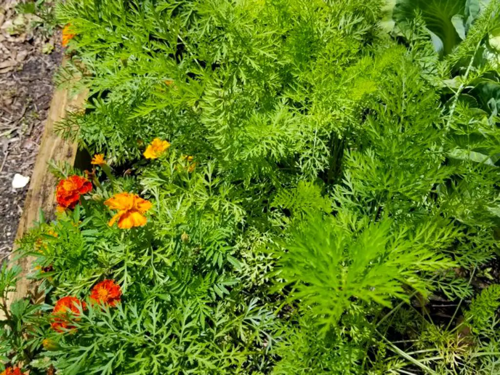 Carrots interplanted with marigolds