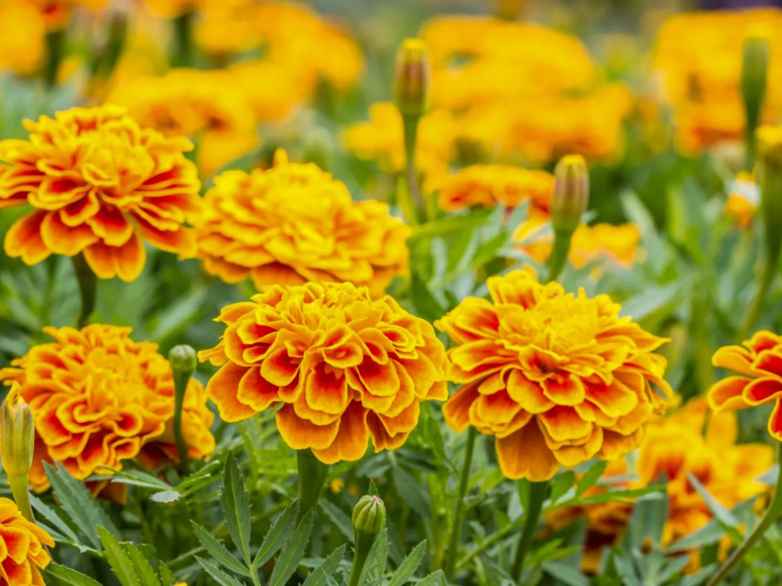 Marigolds