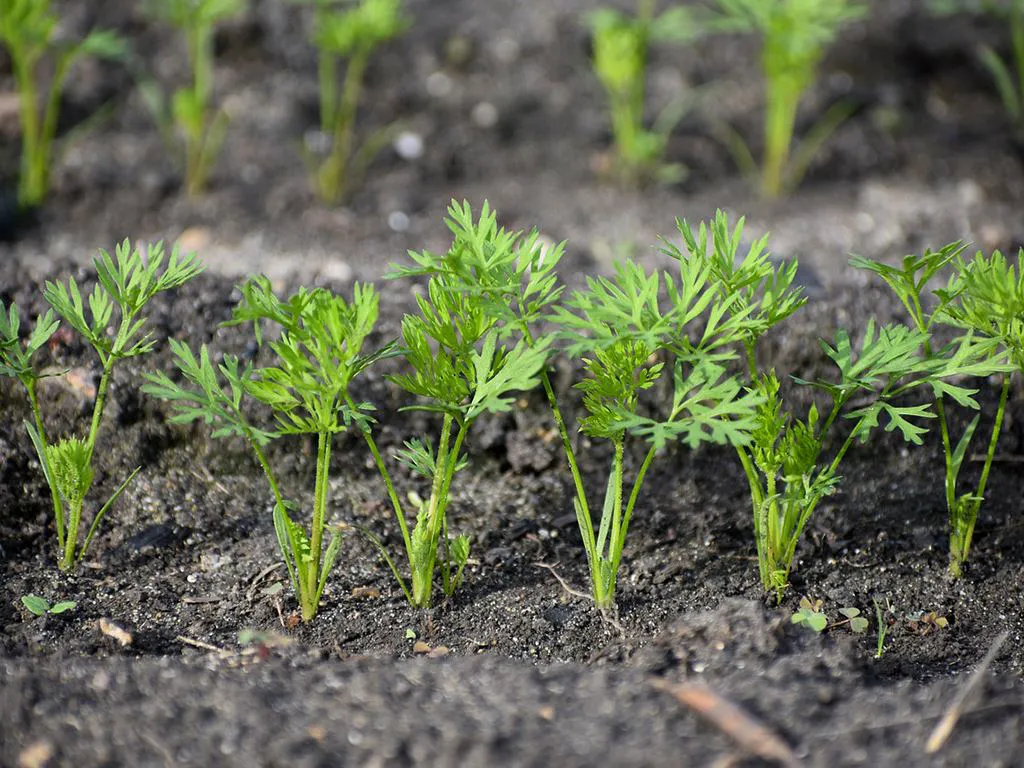 Carrots after thinning