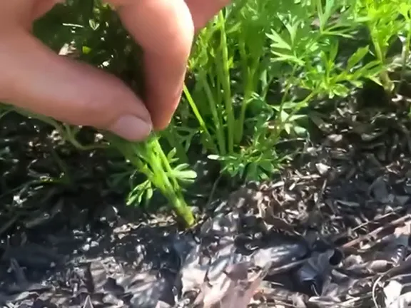 Thinning carrots