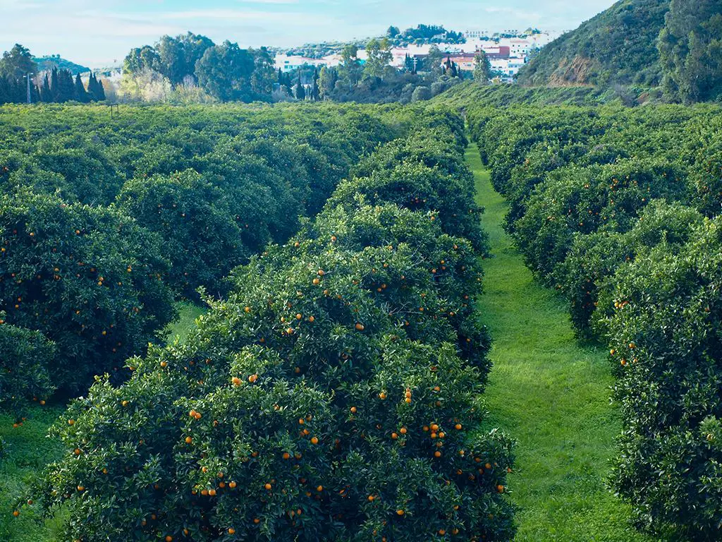 Orange groves at Guadiaro