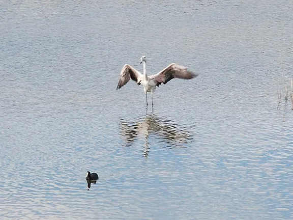 Birdwatching at Salar de los Canos