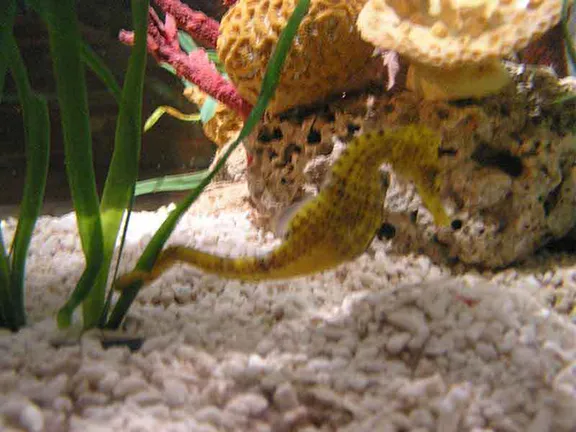 Seahorse, Benalmadena Sealife