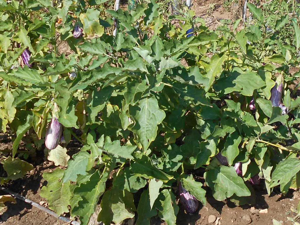 Aubergines