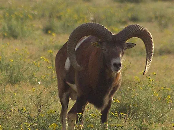 Mouflon