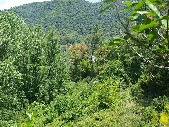 Lush vegetation in the valleys