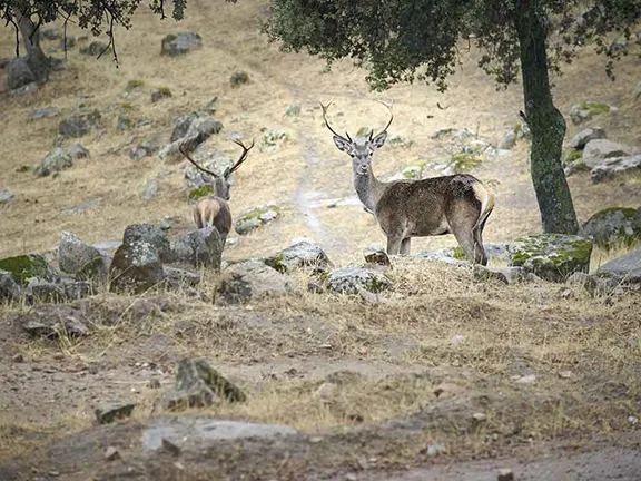 Red Deer