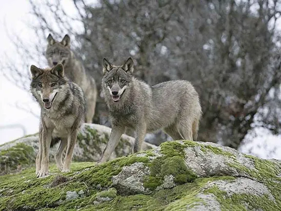 Wolves