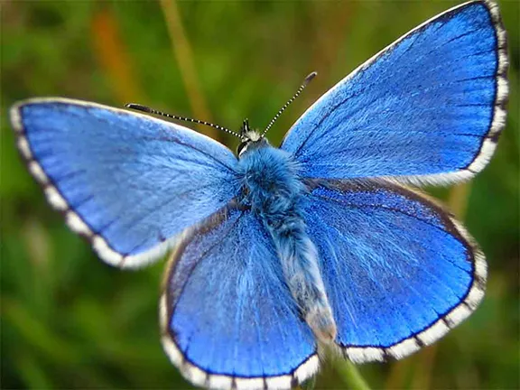 lysandra bellargus ssp alfacariensis  - Sierra de Huétor Parque Natural