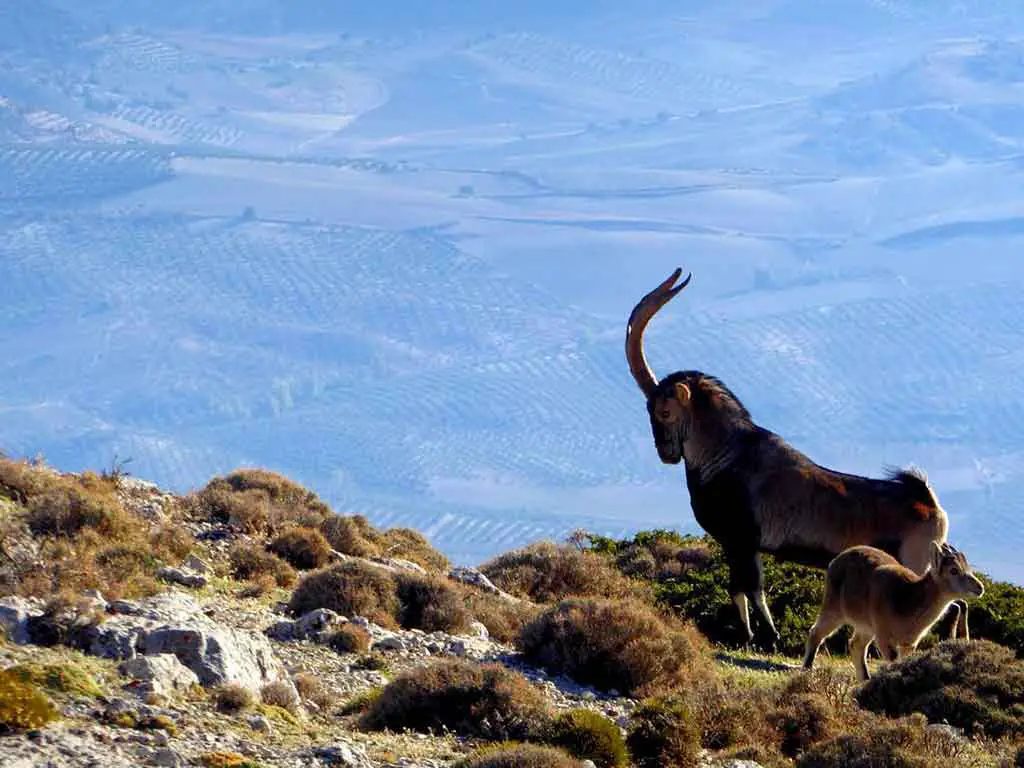 Siearr Magina mountain goat