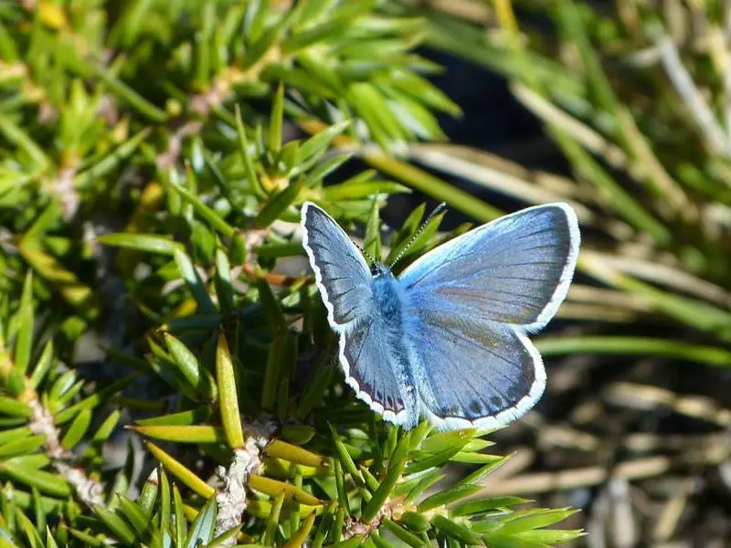 Sierra Nevada blue