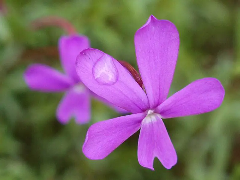 Cazorla violet
