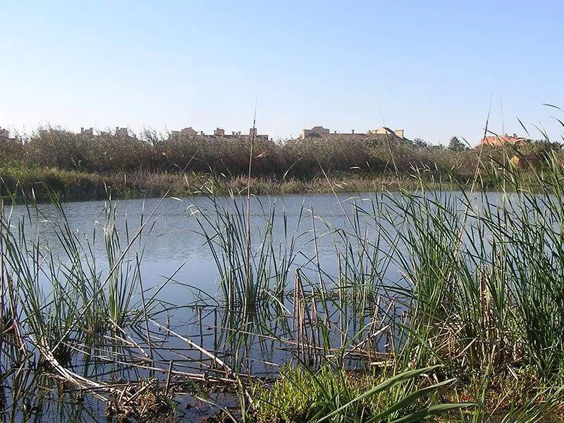 The River Guadiaro Estuary