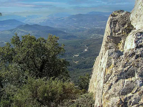 Alcornocales from El Picacho