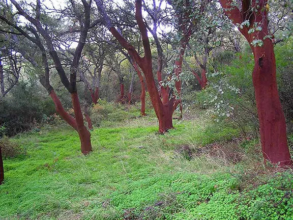 Newly harvested cork oak trees