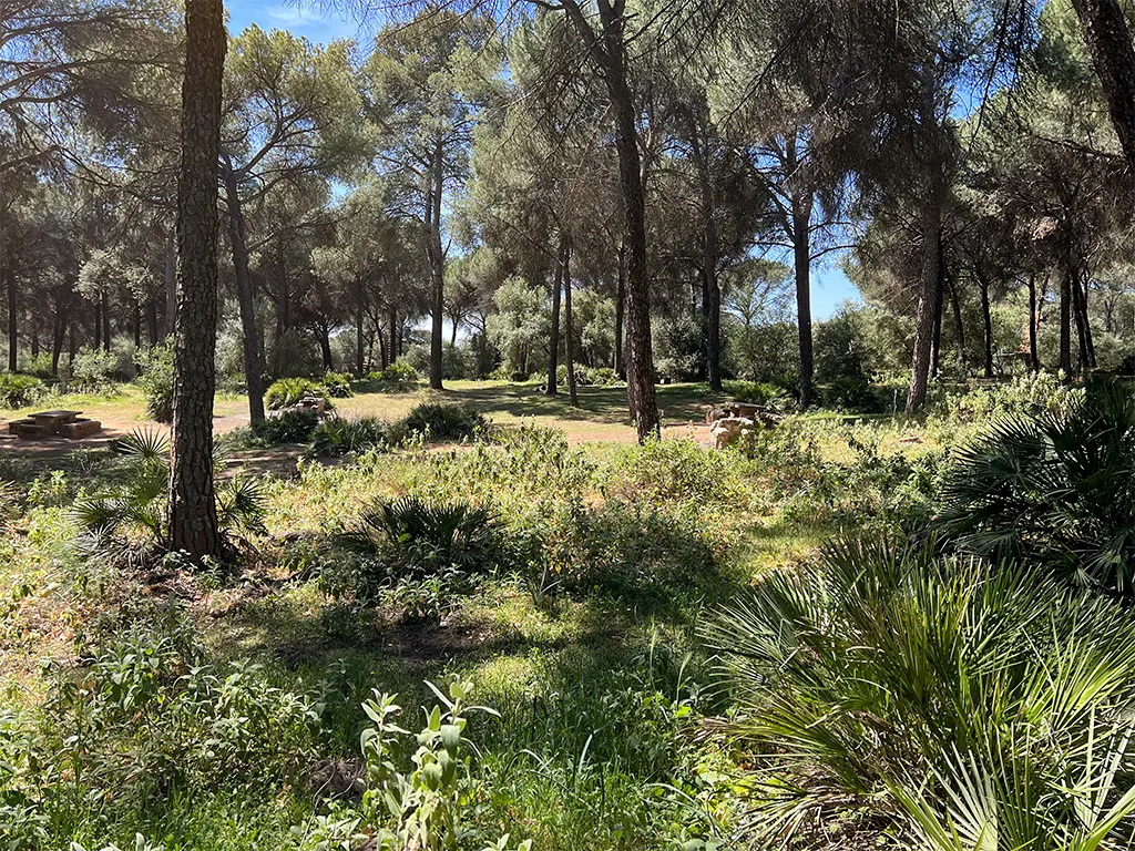 Mediterranean Vegetation in La Sierrezuela