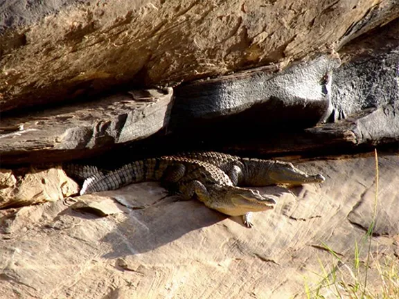 Desert Crocodiles in Mauretania