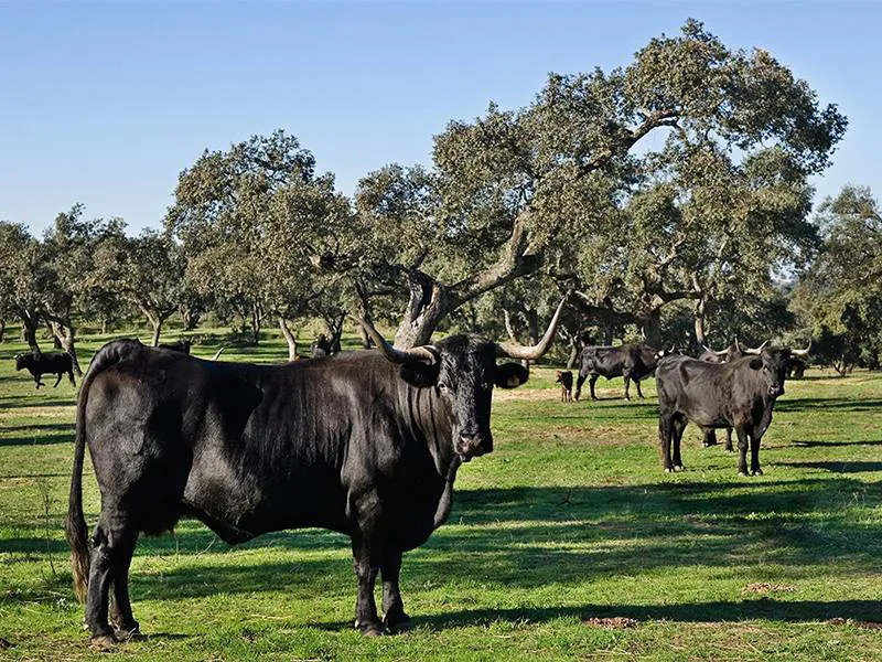 Negra Andaluza