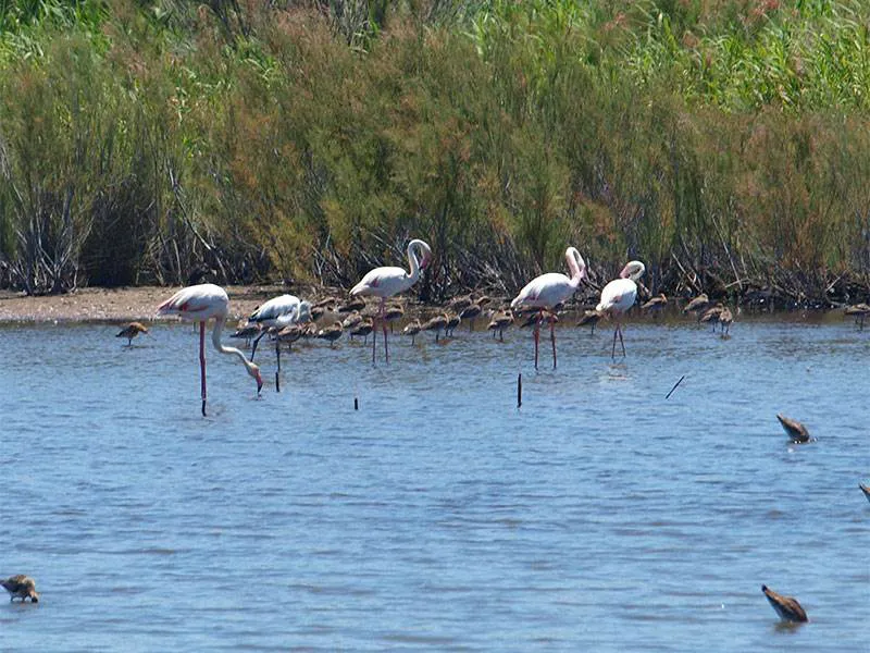 The Marismas del Odiel Paraje Natural