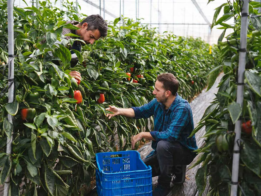 Peppers under plastic