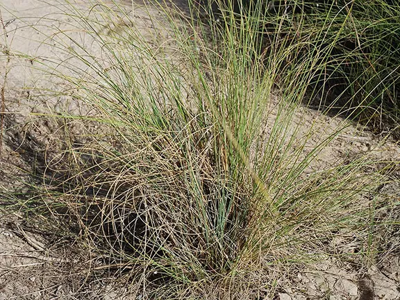 The Story of Esparto Grass