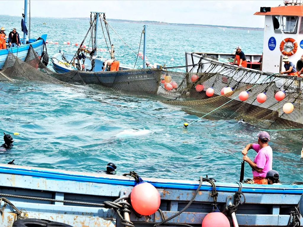 Bluefin tuna in almadraba - Courtesy of Diario de Cadiz