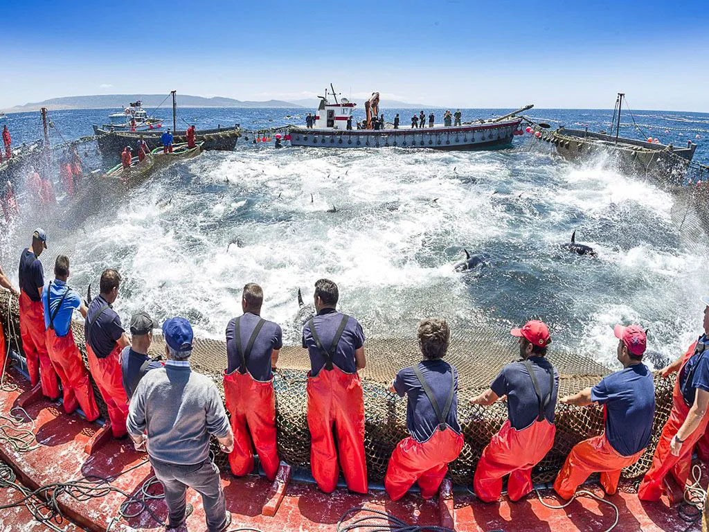 Almadraba off Cadiz - Courtesy of Diario de Cadiz