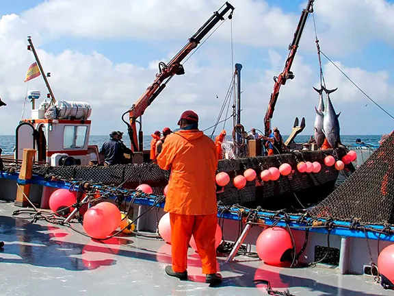 Landing the catch - Courtesy of Diario de Cadiz