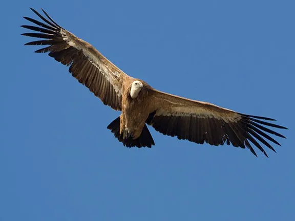 Disappointed vulture as meal escapes