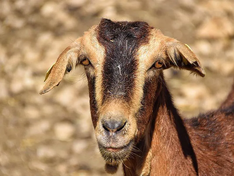 Payoya goat