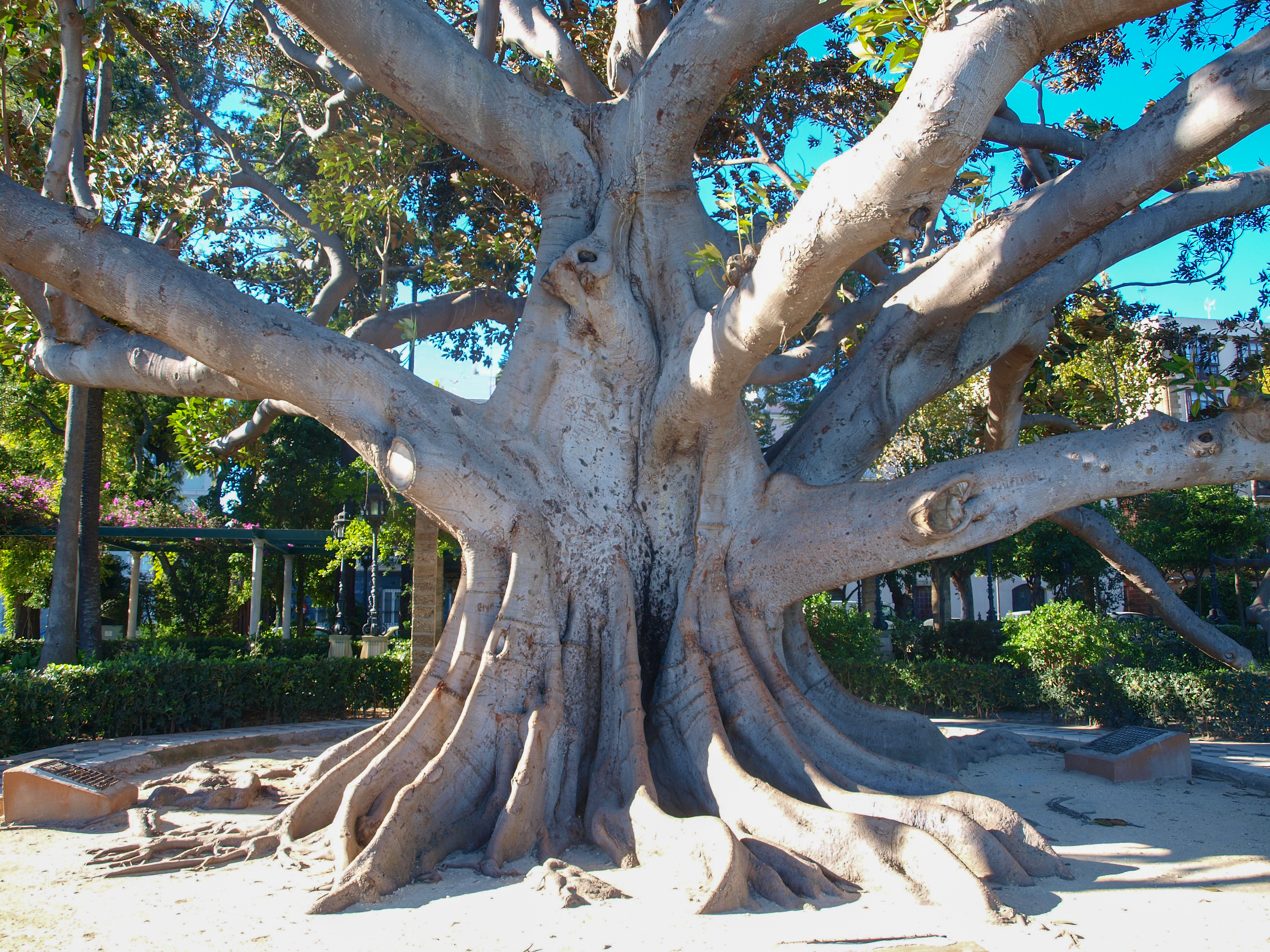 Ficus Tree in Cadiz Province